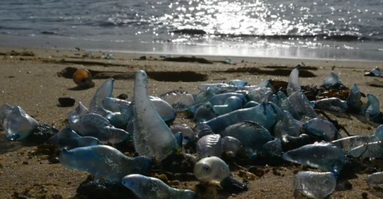 Life at Sea: Winds, Currents, and the Blue Guests Blanketing Shores