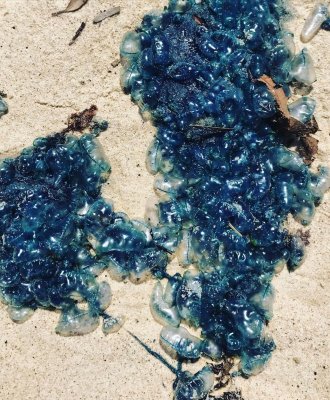 Life at Sea: Winds, Currents, and the Blue Guests Blanketing Shores