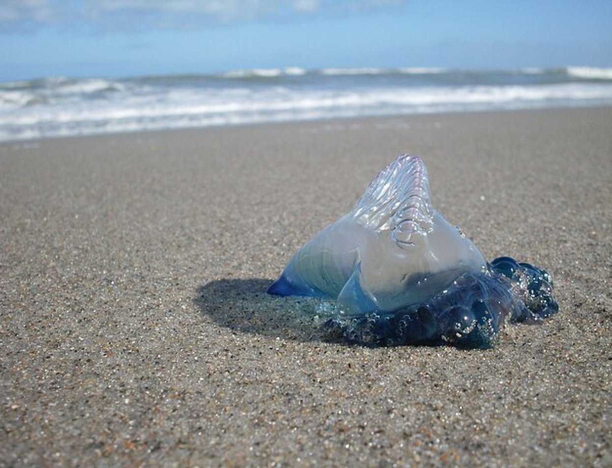 Life at Sea: Winds, Currents, and the Blue Guests Blanketing Shores